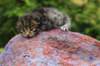 xaragirl2weeks3820231_small.jpg