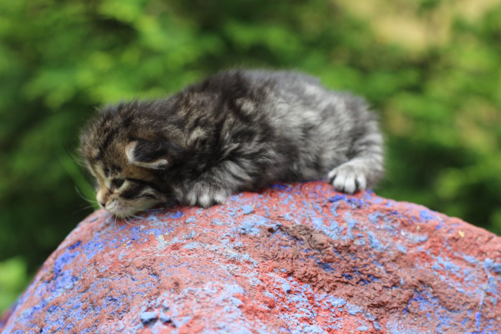 xaragirl2weeks3820232.jpg