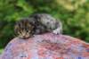 xaragirl2weeks38202320_small.jpg