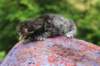 xaragirl2weeks3820232_small.jpg