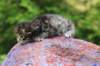 xaragirl2weeks3820233_small.jpg