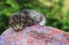 xaragirl2weeks3820234_small.jpg