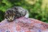 xaragirl2weeks3820235_small.jpg