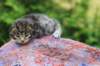 xaragirl2weeks3820236_small.jpg
