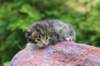 xaragirl2weeks3820237_small.jpg