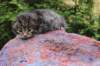 xaragirl2weeks3820238_small.jpg