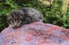 xaragirl2weeks3820239_small.jpg