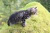 ximenes75weeks11920237_small.jpg