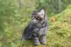 ximenes75weeks11920239_small.jpg