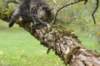 ximenes95weeks2792311_small.jpg