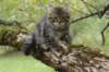 ximenes95weeks2792343_small.jpg