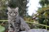 xoana11weeks810202352_small.jpg