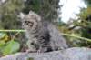 xoana11weeks810202353_small.jpg