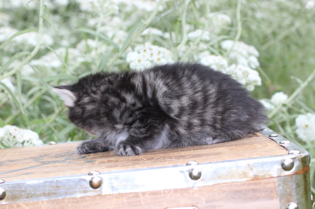 xoanatum3weeks118202315.jpg