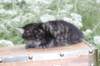 xoanatum3weeks118202315_small.jpg