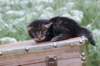 xoanatum3weeks118202316_small.jpg