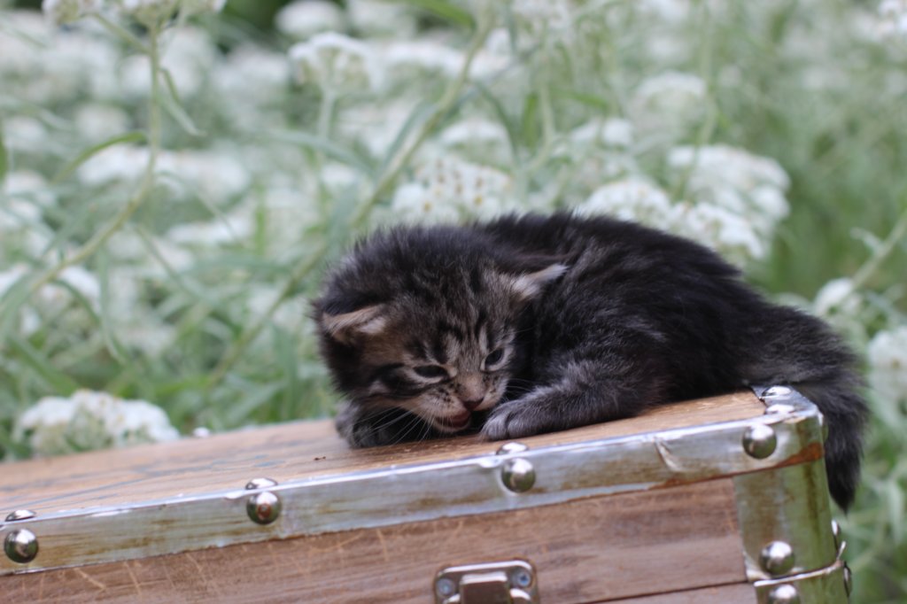 xoanatum3weeks118202317.jpg