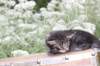xoanatum3weeks118202318_small.jpg