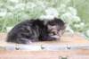 xoanatum3weeks118202320_small.jpg