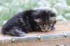 xoanatum3weeks11820233_small.jpg