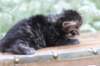 xoanatum3weeks11820234_small.jpg
