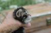xoanatum3weeks11820238_small.jpg