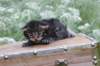 xoanatum3weeks11820239_small.jpg
