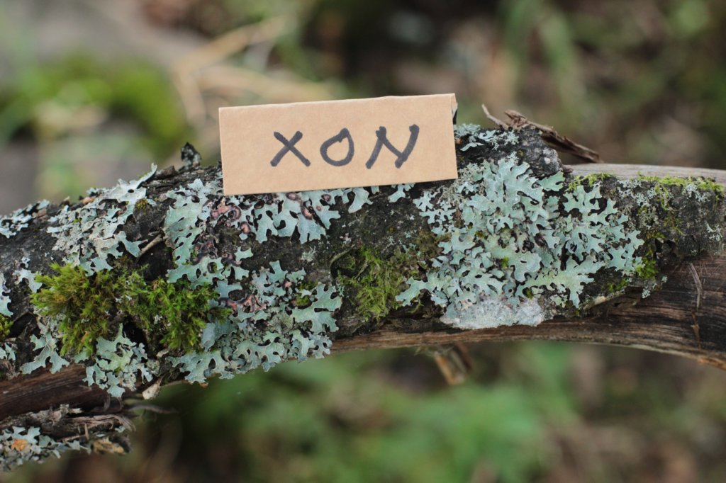 xon55weeks29820231.jpg
