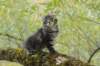 xon95weeks2792327_small.jpg