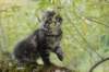 xon95weeks2792330_small.jpg