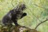 xon95weeks2792333_small.jpg