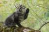 xon95weeks2792335_small.jpg