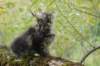 xon95weeks2792337_small.jpg