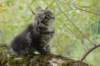 xon95weeks2792338_small.jpg