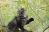 xon95weeks2792340_small.jpg