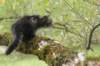 xon95weeks2792347_small.jpg