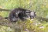 xon95weeks2792365_small.jpg