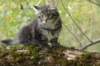 xon95weeks2792370_small.jpg