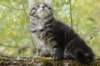 xon95weeks2792375_small.jpg
