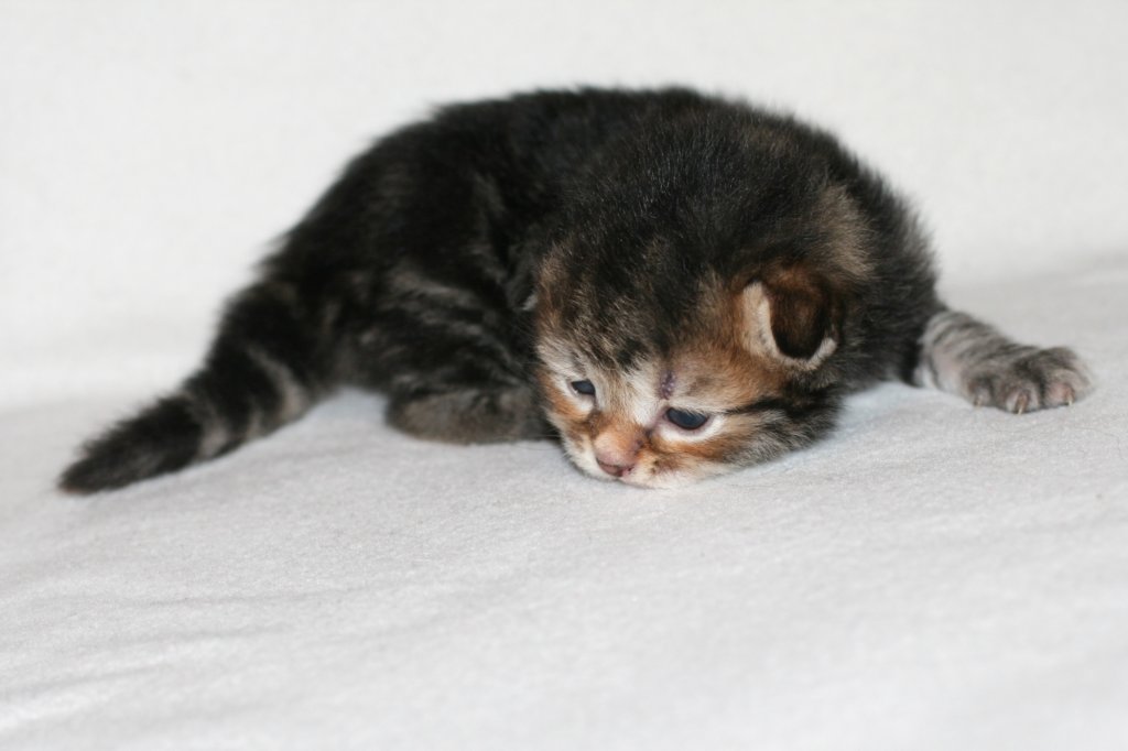 amurinyairkefirpoikaruskeaclassictabby5.jpg