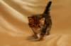 img_8322_small.jpg