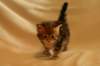 img_8323_small.jpg