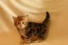 img_8331_small.jpg