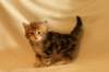img_8332_small.jpg