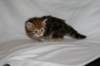 img_8339_small.jpg