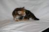 img_8340_small.jpg