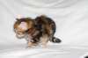 img_8341_small.jpg