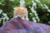 yaffagirl45weeks2610_small.jpg