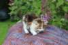 yakiragirl45weeks2611_small.jpg