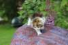 yakiragirl45weeks2621_small.jpg